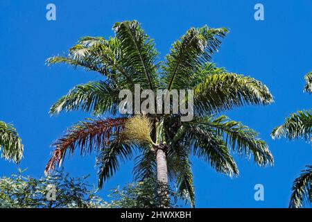 Palme (Roystonea oleracea) und blauer Himmel Stockfoto