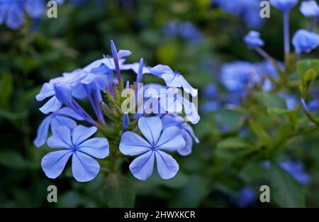 Die Blüten der Bleichwurzeln (Plumbago auriculata) im Garten Stockfoto