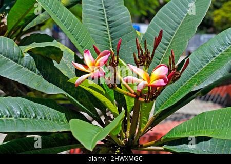 Gelbe und rosa Frangipani auf Baum (Plumeria) Stockfoto