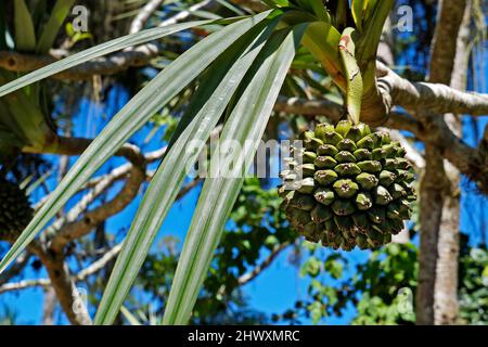 Gemeine Schraubenziegelfrucht (Pandanus utilis) Stockfoto