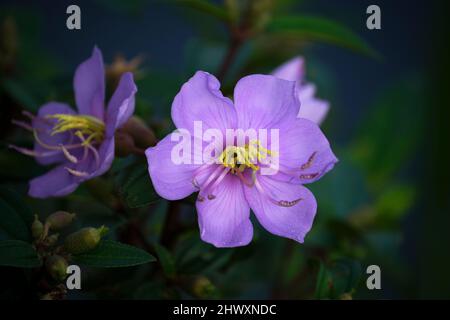 Schöne Wildblumen im Park von Ho Chi Minh City, Vietnam Stockfoto