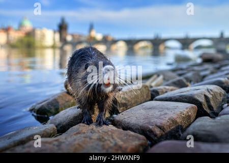 Nutria, Weitwinkel mit Flussstadt Lebensraum, Moldau, Prag, Tschechische Republik. Myocastor coypus, große Maus mit großem Zahn mit Haus und Brücke, Urben wi Stockfoto