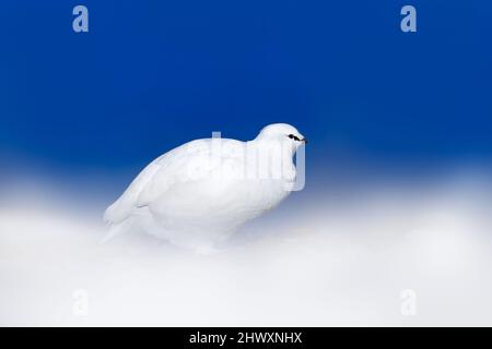 Ptarmigan, blauer Himmel. White Rock Ptarmigan, Lagopus mutus, weißer Vogel im Schnee, Norwegen. Kalter Winter, nördlich von Europa. Wildtierszene im Schnee Stockfoto