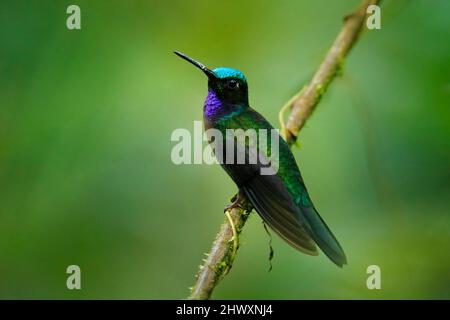 Black-Throated Brilliant, Heliodoxa schreibersii, Detailportrait eines Kolibris aus Ecuador und Peru. Glänzender, blechender Vogel, grünes und violettes Gefieder. Tr Stockfoto