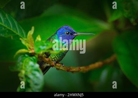 Blauer Kopf Kolibri. Goldschwanzsapphire, Chrysuronia oenone, Sumaco-Napo-Galleras-Nationalpark in Ecuador. Grün blauer Kopf Kolibri sitzt o Stockfoto