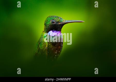 Heliodoxa schreibersii, Black-Throated brillantes, detailgetragenes Porträt eines Kolibris aus Ecuador und Peru. Glänzender, blechender Vogel, grünes und violettes Gefieder. Tr Stockfoto