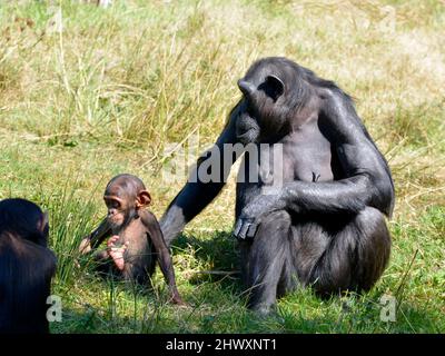 Schimpansen (Pan troglodytes) mit ihrem Baby auf Gras sitzend Stockfoto