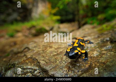 Salamander im Flusslebensraum. Der wunderschöne Feuersalamander, Salamandra salamandra, entdeckte Amphibien auf dem grauen Stein mit grünem Moos. Seltenes Tier in Stockfoto
