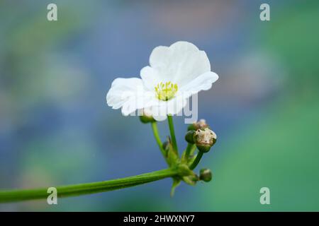 Schöne Wildblumen im Park von Ho Chi Minh City, Vietnam Stockfoto