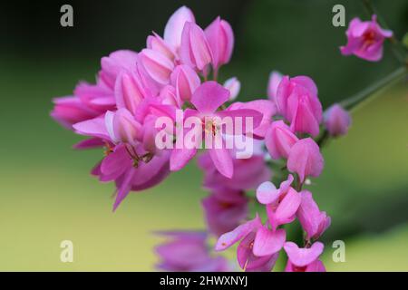 Schöne Wildblumen im Park von Ho Chi Minh City, Vietnam Stockfoto