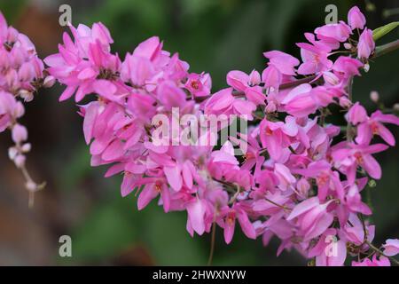 Schöne Wildblumen im Park von Ho Chi Minh City, Vietnam Stockfoto