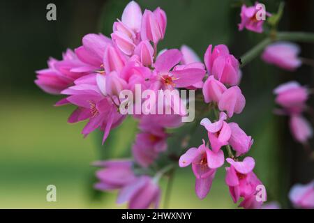 Schöne Wildblumen im Park von Ho Chi Minh City, Vietnam Stockfoto