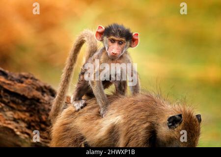 Affe, junges Junge. Chacma Pavian, Papio ursinus, Affe aus Moremi, Okavango Delta, Botswana. Wildes Säugetier im natürlichen Lebensraum. Affen füttern Früchte Stockfoto