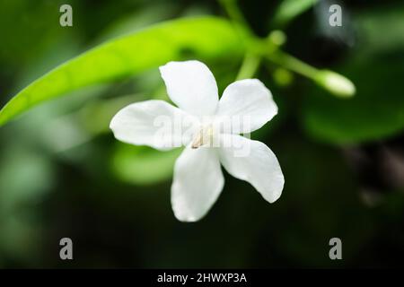 Schöne Wildblumen im Park von Ho Chi Minh City, Vietnam Stockfoto