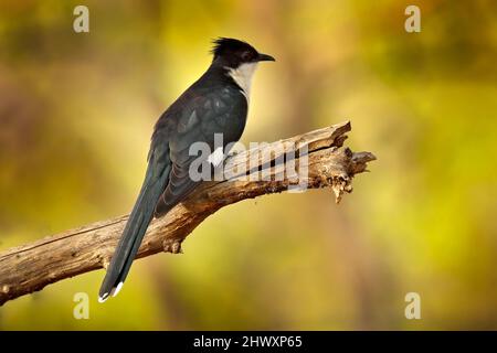 Jakobinkuckuck, Clamator jacobinus, schwarz-weißer Vogel, der auf dem Ast in der Natur sitzt, Rathambore NP, Indien in Asien. Kuckuck im Vordergrund Stockfoto
