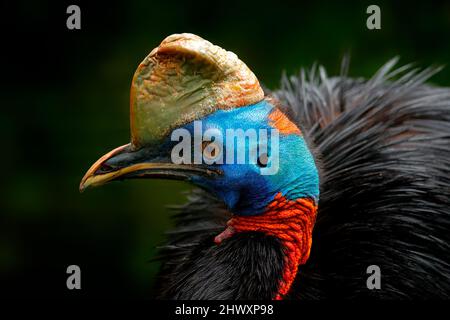 Cassowary, Detailportrait des südlichen Kassawars, Casuarius casuarius. Australischer großer Waldvögel aus Papua-Neuguinea. Großer Vogel mit rot blauem Kopf f Stockfoto