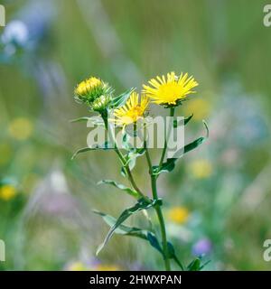 Gelbe Blüten von Elektampan auf einem natürlichen Hintergrund. Inula helenium Stockfoto