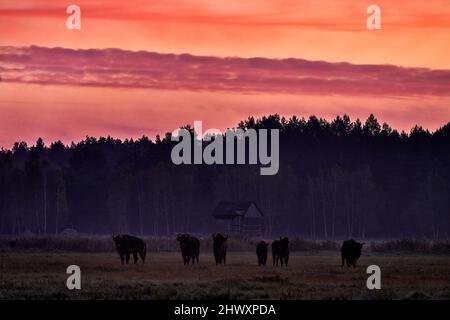 Bisonherde im orange-rosa Sonnenaufgang in der Dämmerung, Bialowieza-Wald, Polen in Europa. Bisons in der Natur Lebensraum, Wiese in der Nähe des Waldes. Dunkle Nacht mit Stockfoto