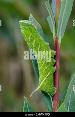 Augenfalke (Smerinthus ocellata) Raupe, auf Weide Stockfoto