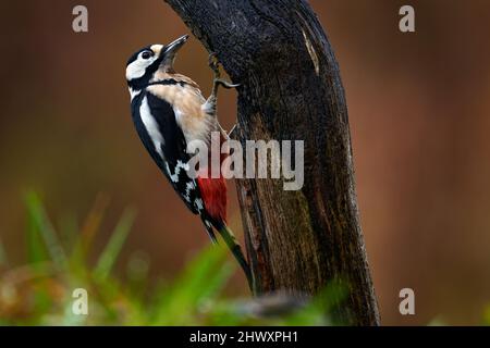 Großer Specht mit Punktmuster, Nahaufnahme des Vogelkopfs mit roter Mütze. Schwarz-weißes Tier im Waldlebensraum mit klarem grünen Hintergrund Stockfoto
