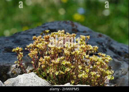 Musky Saxifrage (Saxifraga exarata), syn. (Saxifraga moschata), Blumen Stockfoto