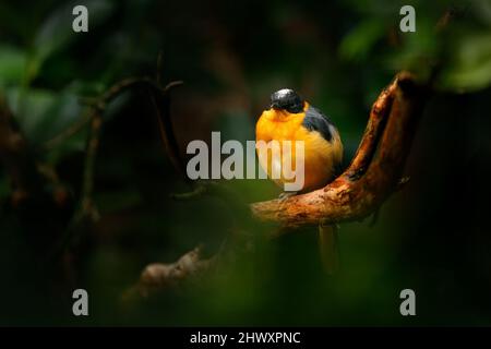 Schneebedeckter Rotkehlchen, Cossypha niveicapilla, orangefarbener Vogel mit weißer Kappe im Naturwald-Lebensraum. Robin sitzt auf dem Ast im grünen Gemüse Stockfoto