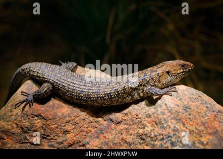 Egernia cunninghami, Cunninghams Stachelschwanzskink, eine große Eidechse, die auf dem Stein in der Natur sitzt. Großes Reptil aus Australien. Skink in Th Stockfoto