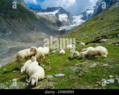 Tiroler Bergschaf (auch Pecora Alina Tirolese genannt) auf seiner Alm (Shieling) in den Ötztaler Alpen (Obergurgl, hohe Stockfoto