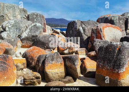 Die orangefarbene Kruste des Flechten-Jachthafens von Caloplaca auf Felsen entlang der Küste der Binalong Bay, Tasmanien, Australien. Stockfoto