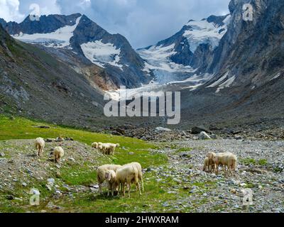 Tiroler Bergschaf (auch Pecora Alina Tirolese genannt) auf seiner Alm (Shieling) in den Ötztaler Alpen (Obergurgl, hohe Stockfoto