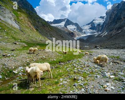 Tiroler Bergschaf (auch Pecora Alina Tirolese genannt) auf seiner Alm (Shieling) in den Ötztaler Alpen (Obergurgl, hohe Stockfoto