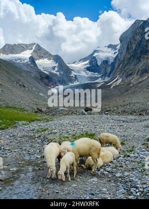 Tiroler Bergschaf (auch Pecora Alina Tirolese genannt) auf seiner Alm (Shieling) in den Ötztaler Alpen (Obergurgl, hohe Stockfoto