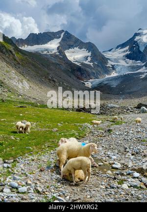 Tiroler Bergschaf (auch Pecora Alina Tirolese genannt) auf seiner Alm (Shieling) in den Ötztaler Alpen (Obergurgl, hohe Stockfoto