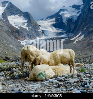 Tiroler Bergschaf (auch Pecora Alina Tirolese genannt) auf seiner Alm (Shieling) in den Ötztaler Alpen (Obergurgl, hohe Stockfoto