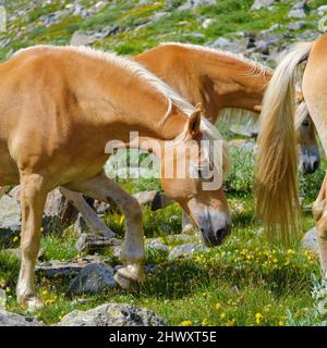 Haflinger Pferd auf seiner Alm (Schiling) in den Ötztaler Alpen (Obergurgl, Rotmoostal). Europa, Österreich, Tirol Stockfoto