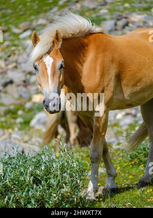 Haflinger Pferd auf seiner Alm (Schiling) in den Ötztaler Alpen (Obergurgl, Rotmoostal). Europa, Österreich, Tirol Stockfoto