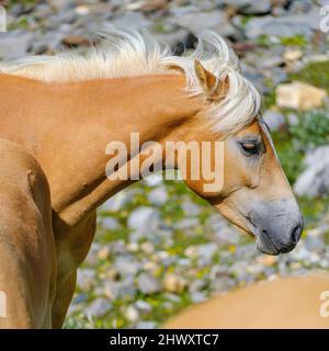 Haflinger Pferd auf seiner Alm (Schiling) in den Ötztaler Alpen (Obergurgl, Rotmoostal). Europa, Österreich, Tirol Stockfoto