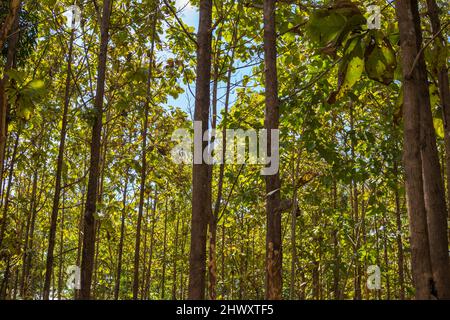 Teakholz grün tropischen Wald Holz Industrie Stockfoto