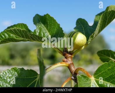Nahaufnahme einer unreifen Feigenfrucht in sonniger Atmosphäre Stockfoto