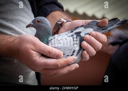 Seitenansicht einer handhabenden Renntaube. Die Taube auf den Händen schwing. Ein Mann mit einer Renntaube. Stockfoto