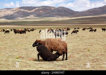 Ein Lamm saugt seine Mutter auf dem Feld. Stockfoto