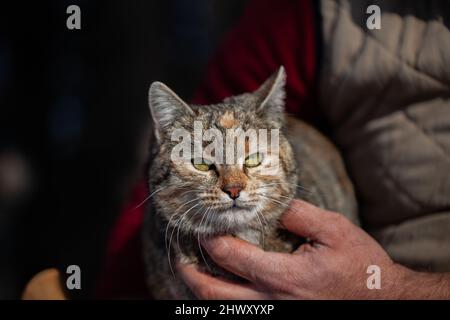 Katze in den Händen seines Besitzers Stockfoto