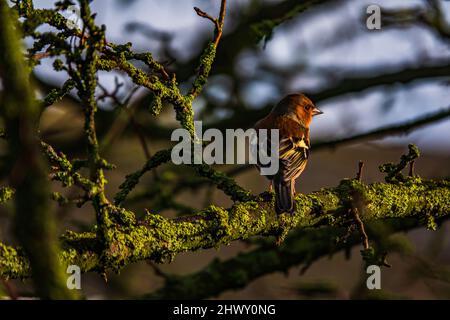 Ein gewöhnlicher Chaffinch thronte an einem Wintertag in einem Baum Stockfoto