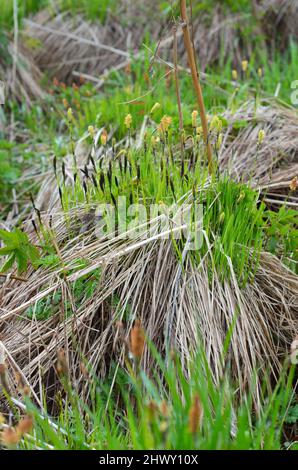 Sumpfsegge auf Bult ; Carex acutiformis ; kleiner Teichsegel auf Hügel Stockfoto