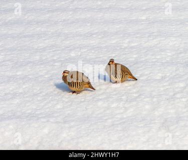 Zwei Rebhühner auf dem Schnee Stockfoto