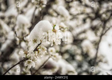 Weiße Blumen bedeckt mit Schnee im frühen Frühjahr Stockfoto