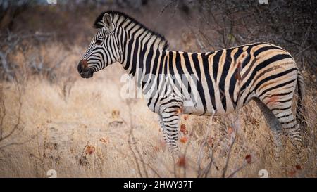 Profilbild eines Zebras mit einem wunderschönen braunen Hintergrund. Stockfoto