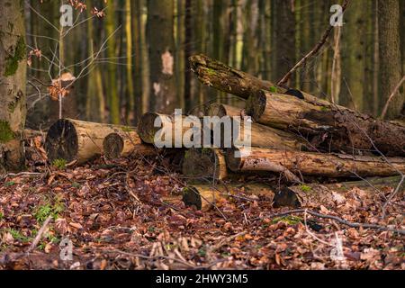 Einige Baumstämme liegen im Wald auf dem Waldboden Stockfoto