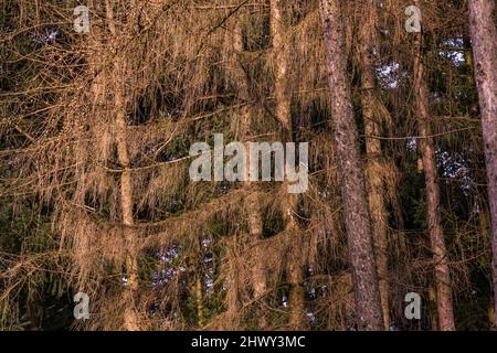 Der Waldsterben im deutschen Wald spiegelt sich in toten Ästen und Nadeln wider Stockfoto