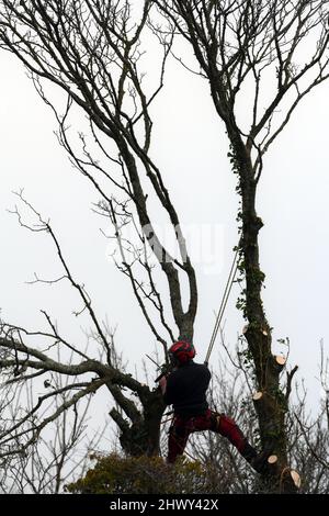 Mann mit Kettensäge, der aus Sicherheitsgründen hoch über dem Boden aufgehängt ist, entfernt Äste, bevor er einen großen Baum fällt Stockfoto